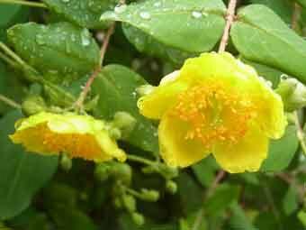 黄色の花弁をつけた2輪のキンシバイの花をアップで撮影した写真