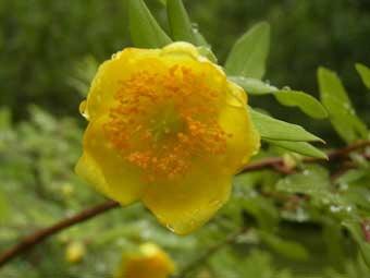 黄色い花びらがつゆに濡れているキンシバイの写真