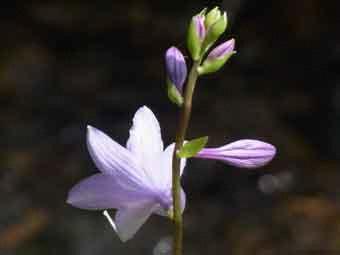 筒状鐘形で淡紫色のコバノギボウシをアップで撮影した写真