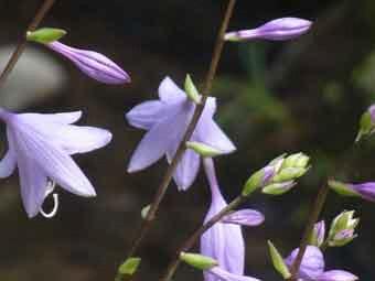 筒状鐘形で淡紫色の花が横向きに開いて咲いているコバノギボウシをアップで撮影した写真