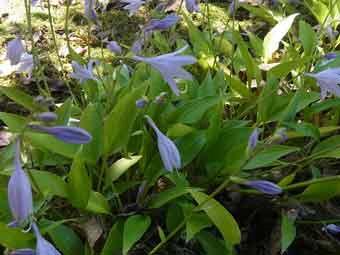 淡紫色で筒状鐘形の花弁がついた、コバノギボウシの花をアップで撮影した写真