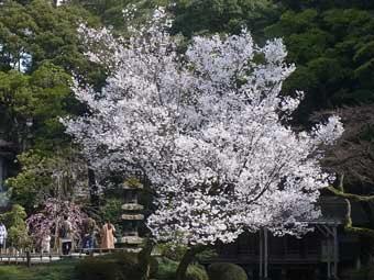 園内に立つ満開の花が咲き誇るコヒガンの木の写真