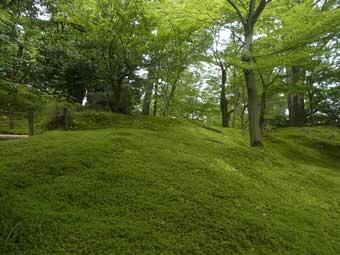 園内の自然林の土が一面苔でおおわれて緑色になっている写真