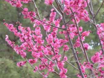 鮮やかなピンク色の花弁をつけた、満開の紅梅の花の写真