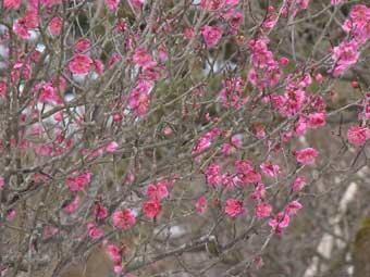 鮮やかなピンク色の花弁をつけた紅梅の写真