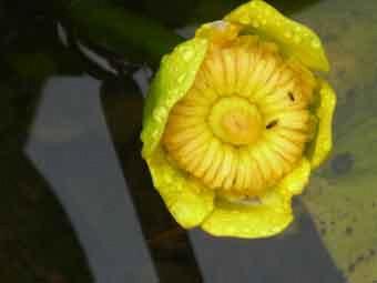 大輪の黄色の花弁が咲くコウホネの花をアップで撮影した写真