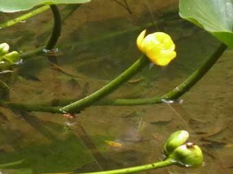 水面から伸びだ茎の先端に黄色い花を咲かせているコウホネの写真
