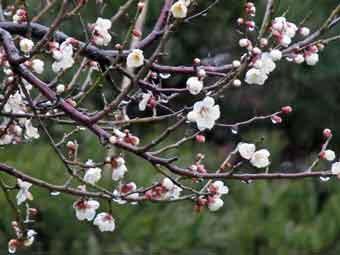 白色の小さな花弁を咲かせている小梅の花の写真