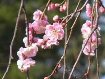 満開の薄いピンク色の花弁のしだれ梅のアップで撮影した写真