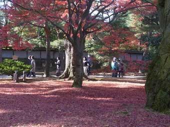 園内の樹木の葉が赤く染まり、地面に落ちた葉も赤色の絨毯のように染まっている散り紅葉の写真