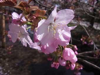 淡いピンク色の桜の花とつぼみの写真