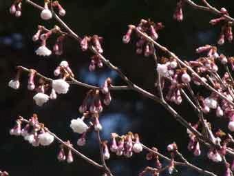 小振りでピンク色の花弁をつけた、桜の木のクマガイの写真