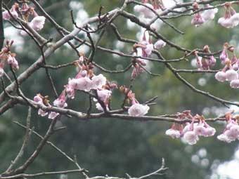 小さなピンク色の花弁をつけた、桜の花が満開のクマガイの写真
