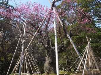 何本もの棒で枝や幹が支えられた大きな一本の巨樹に、ピンク色の麻耶紅梅の満開の花が咲いている写真
