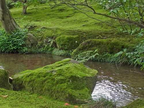 小川の縁に置かれた異なる大小の石などに苔がむしている写真