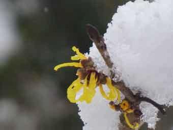 枝に雪が積もっている、黄色の花弁のマンサクの花をアップで撮影した写真