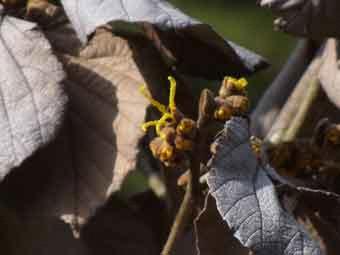 黄色の糸状の花弁のマンサクをアップで撮影した写真