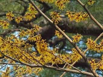 満開の黄色の花弁のマンサクの花の写真