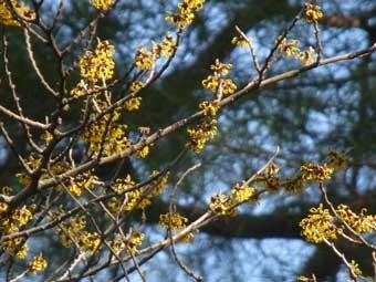 鮮やかな黄色で線形の花弁をつけた、マンサクの花をアップで撮影した写真