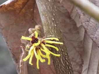 黄色の線形の花弁をつけたマンサクの花をアップで撮影した写真