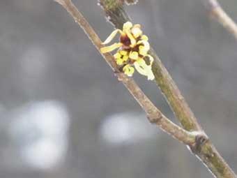 鮮やかな黄色の花弁をつけた、マンサクの花をアップで撮影した写真