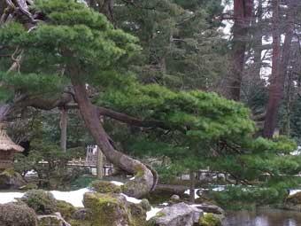池の畔に、曲線をなして立つ1本の松の木の写真