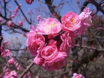 鮮やかなピンク色の花弁が満開の麻耶紅梅の花をアップで撮影した写真