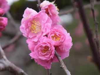 淡いピンク色の花弁で八重咲きの麻耶紅梅の花をアップで撮影した写真