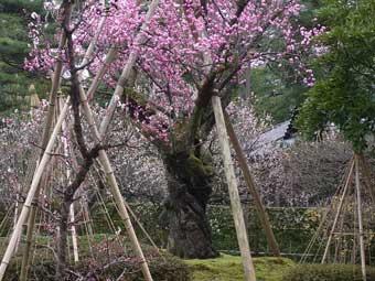 鮮やかなピンク色の花弁をつけた、満開のマヤコウバイの木の写真