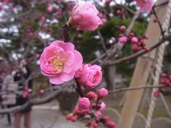 鮮やかなピンク色の花弁をつけた、マヤコウバイをアップで撮影した写真