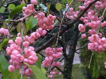 小さくてピンク色の四角い形の果実をつけた、マユミをアップで撮影した写真