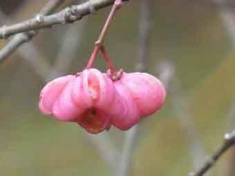 ピンク色で丸みを帯びた花弁をつけたマユミの花をアップで撮影した写真