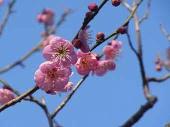 色鮮やかなピンク色の花弁をつけた道知辺の花をアップで撮影した写真