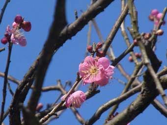 小さくてピンク色の花弁をつけた道知辺の花をアップで撮影した写真