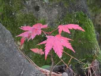 木の根元に生えている紅葉した小さなモミジの木の写真
