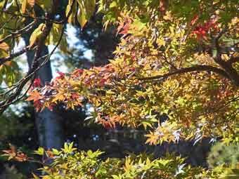 緑色に微かに赤く色づいてきているモミジの葉の写真