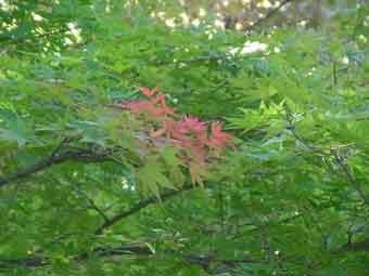 緑色の葉の中に一部だけ赤く色づき始めた、モミジの木の写真