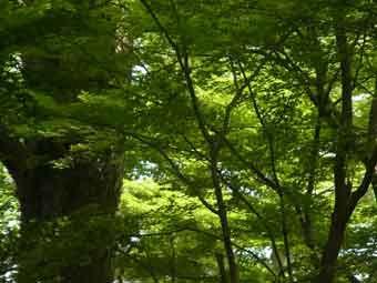 園内の樹々が緑色に色づいている写真