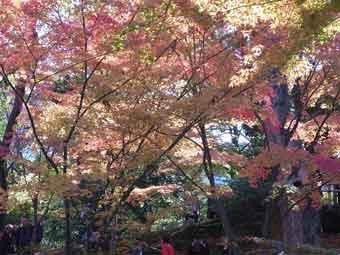 紅葉山の木々が淡い色や黄色などに色づいている写真