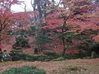 紅く色づいた木々や、落ち葉で赤く染まっている紅葉山の写真