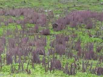 淡い紫色で細長い形状をしたムラサキナギナタタケの写真