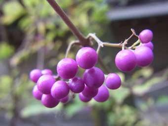 赤紫色の小さな果実をつけたムラサキシキブをアップで撮影した写真