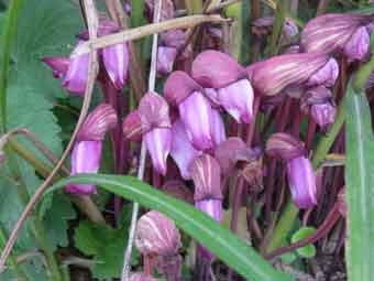 萼の先端が鋭く細かな縞状の模様が入る紫色のナンバンギセルの花をアップで撮影した写真