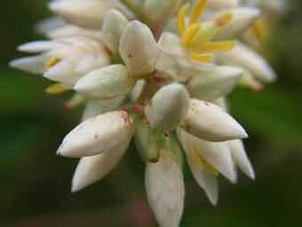 白色の花弁をつけたナンテンの花をアップで撮影した写真