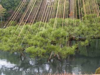 松の木の枝に縄を放射状に貼った縄模様の写真