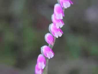 ピンク色で釣鐘型の花が連なって咲いているネジバナの写真