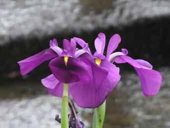鮮やかな濃紫色の花弁をつけたノハナショウブをアップで撮影した写真