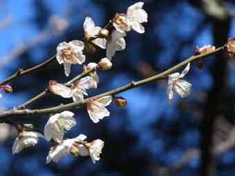 白色の花弁の野梅の花をアップで撮影した写真