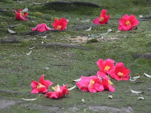 濃いピンク色の花弁の椿の花が地面に落ちた写真
