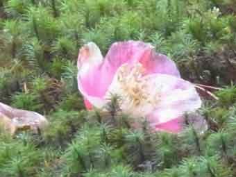 苔の上に落ちているピンク色の花弁の落ち椿の花の写真